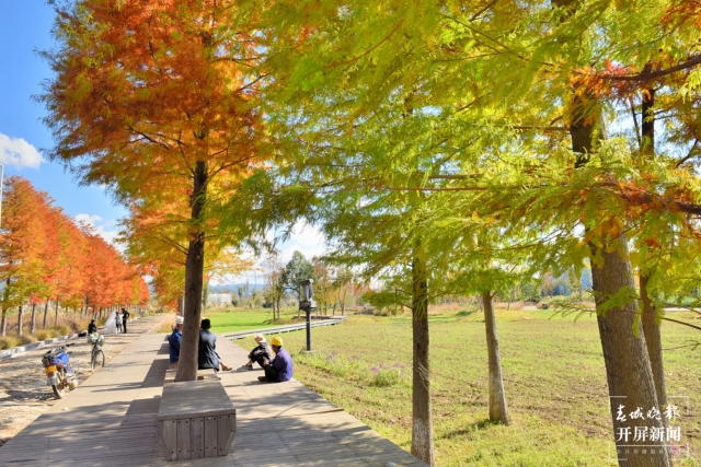 開屏策劃｜冬至云南—保山昌寧落羽杉（開屏新聞記者及通訊員 攝）