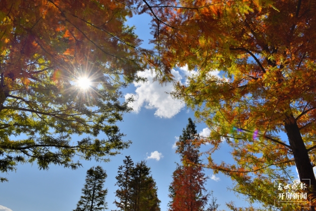 開屏策劃｜冬至云南—保山昌寧落羽杉（開屏新聞記者及通訊員 攝）