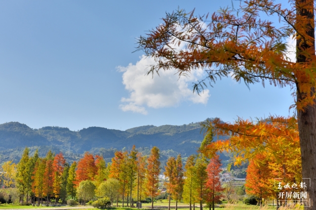 開屏策劃｜冬至云南—保山昌寧落羽杉（開屏新聞記者及通訊員 攝）