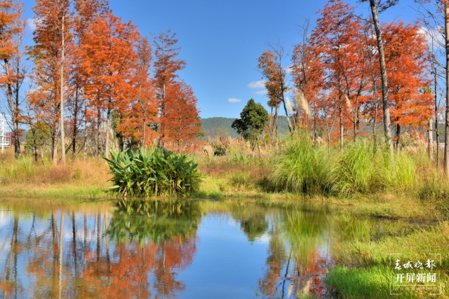 開屏策劃｜冬至云南—保山昌寧落羽杉（開屏新聞記者及通訊員 攝）