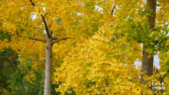 開屏策劃｜冬至云南—保山施甸（開屏新聞記者及通訊員 攝）