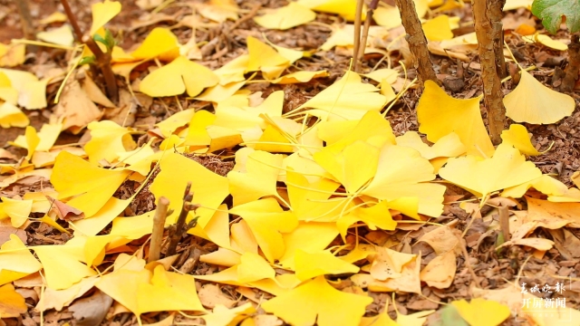 開屏策劃｜冬至云南—保山施甸（開屏新聞記者及通訊員 攝）