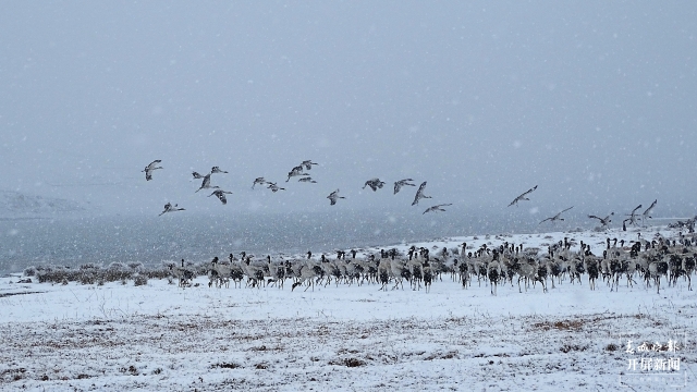 雨雪紛紛！昭通大山包1700多只黑頸鶴“畫”出唯美水墨畫（通訊員 吳太平 鄭遠(yuǎn)見 陳光惠 攝）
