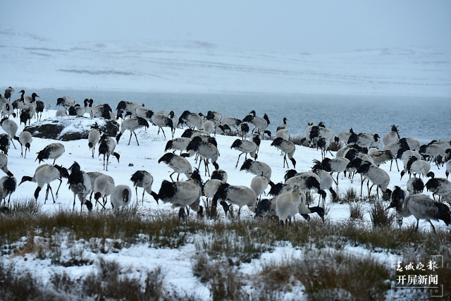 雨雪紛紛！昭通大山包1700多只黑頸鶴“畫”出唯美水墨畫（通訊員 吳太平 鄭遠(yuǎn)見 陳光惠 攝）