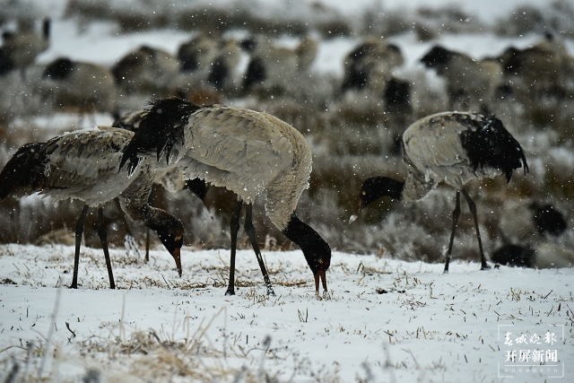 雨雪紛紛！昭通大山包1700多只黑頸鶴“畫”出唯美水墨畫（通訊員 吳太平 鄭遠(yuǎn)見 陳光惠 攝）