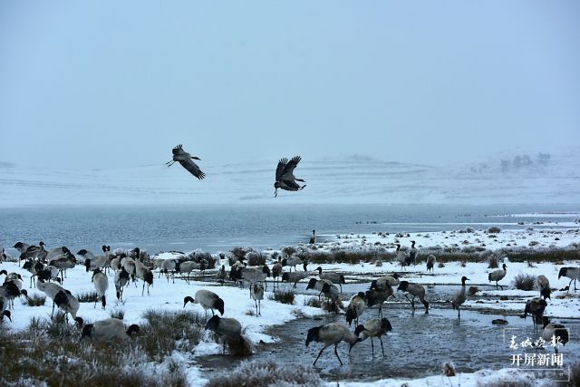 雨雪紛紛！昭通大山包1700多只黑頸鶴“畫”出唯美水墨畫（通訊員 吳太平 鄭遠(yuǎn)見 陳光惠 攝）