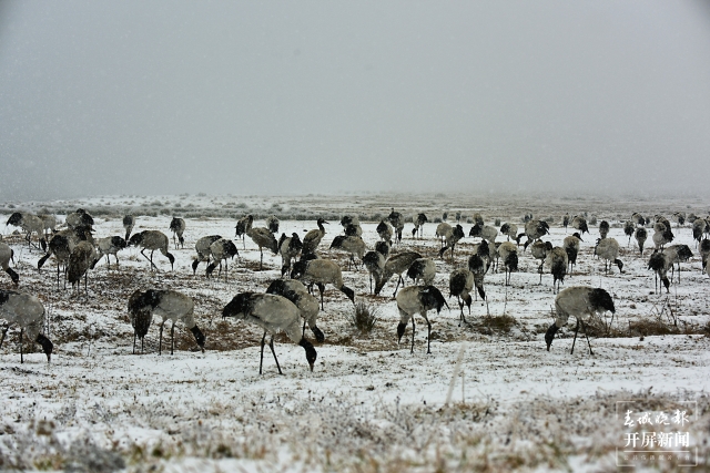 雨雪紛紛！昭通大山包1700多只黑頸鶴“畫”出唯美水墨畫（通訊員 吳太平 鄭遠(yuǎn)見 陳光惠 攝）