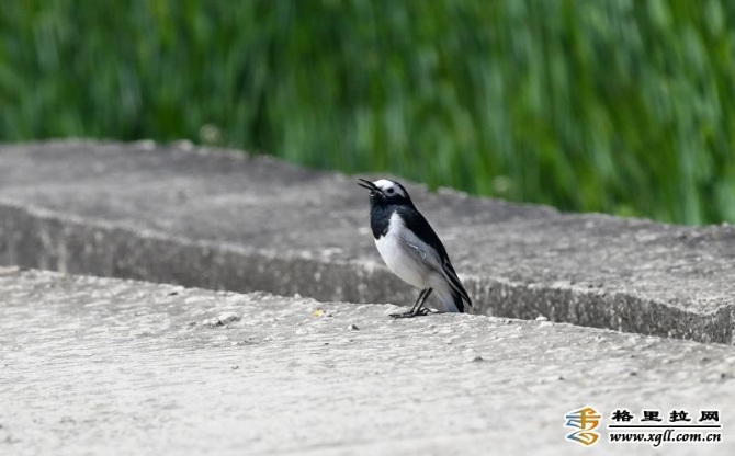 9fdea42f-9a37-4efa-a530-26376d2f2e72_batchwm