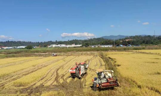 新華全媒+丨稻田里的多元豐收——云南賦能稻田助農(nóng)增收