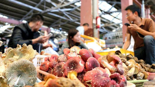 云南木水花野生菌市場菌飄香（圖源 云新聞）