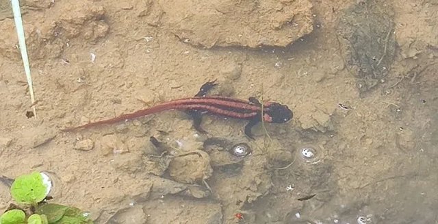 “紅瘰疣螈”暢游大關(guān)山澗溪流