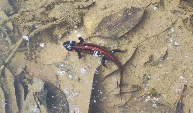 “紅瘰疣螈”暢游大關(guān)山澗溪流