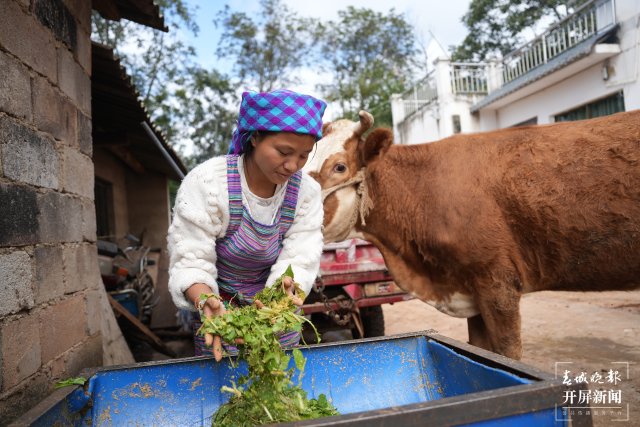 小英切了一些野菜與飼料拌在一起喂牛.JPG