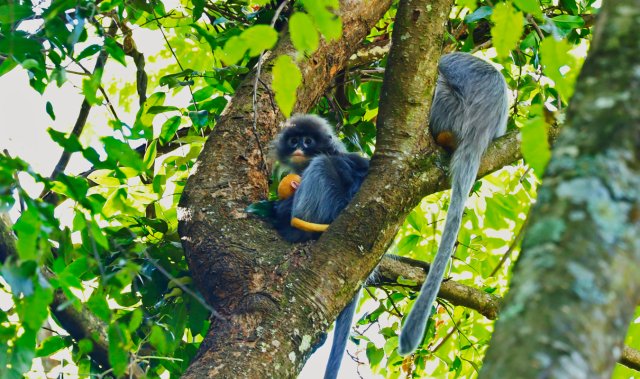 菲氏葉猴和猴寶寶 楊榮廷攝0.jpg