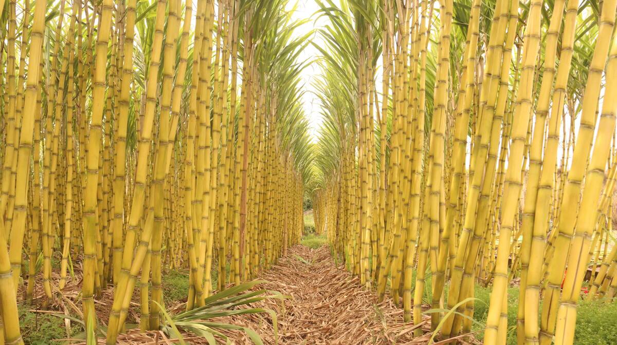 李仙江畔甘蔗豐收 (7)_proc.jpg