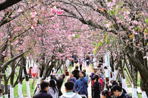 櫻花盛景吸引了眾多市民和游客前來賞花拍照 本組圖片除署名外 ■ 都市時(shí)報(bào)全媒體記者 唐芊 櫻花盛景吸引了眾多市民和游客前來賞花拍照 本組圖片除署名外 ■ 都市時(shí)報(bào)全媒體記者 唐芊