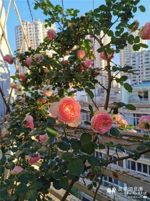 2粉紅龍沙寶石 2粉紅龍沙寶石