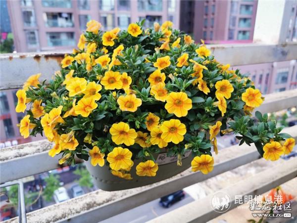 3百萬小玲 3百萬小玲