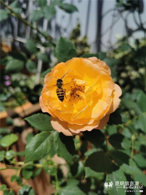 8花開時引得蜜蜂飛來 8花開時引得蜜蜂飛來