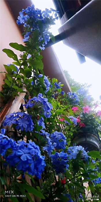 藍雪花 網(wǎng)友“毛哥”攝