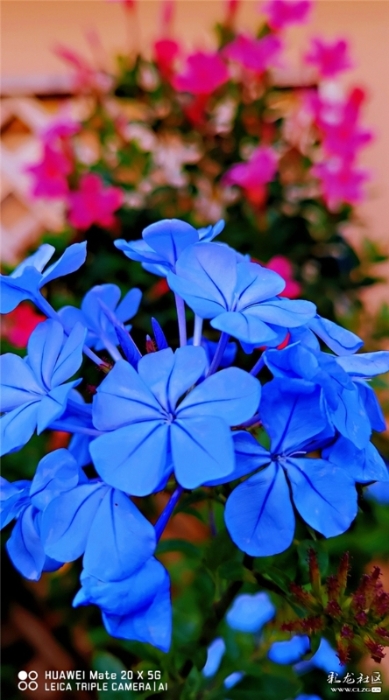 藍雪花 網(wǎng)友“毛哥”攝（2）