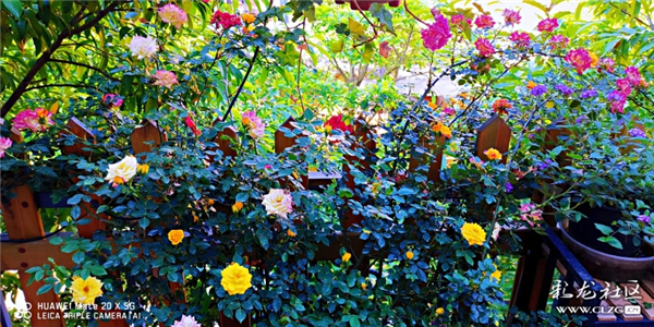 月季 網(wǎng)友“毛哥”攝