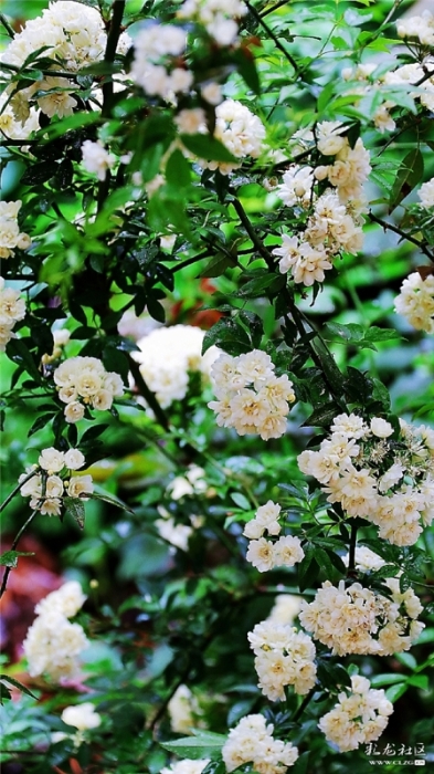 白木香 網(wǎng)友“毛哥”攝