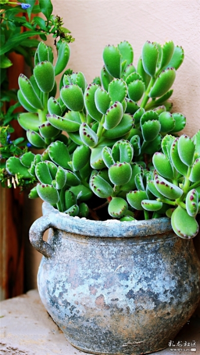 多肉 網(wǎng)友“毛哥”攝（2）