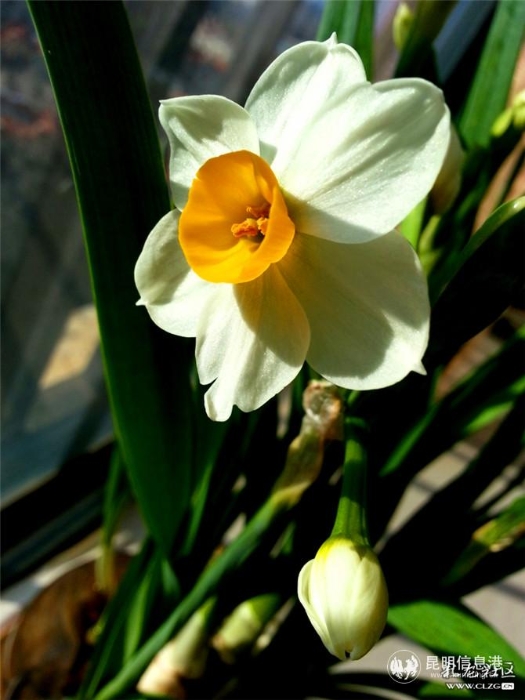 水仙花 網(wǎng)友“ziran” 攝（2）