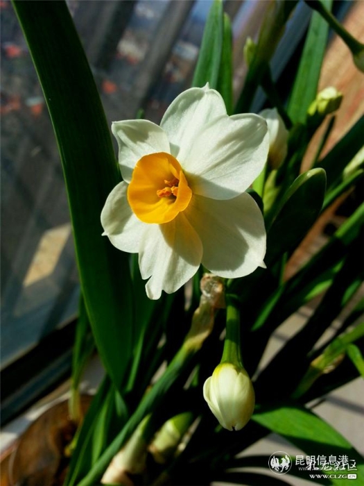 水仙花 網(wǎng)友“ziran” 攝（3）