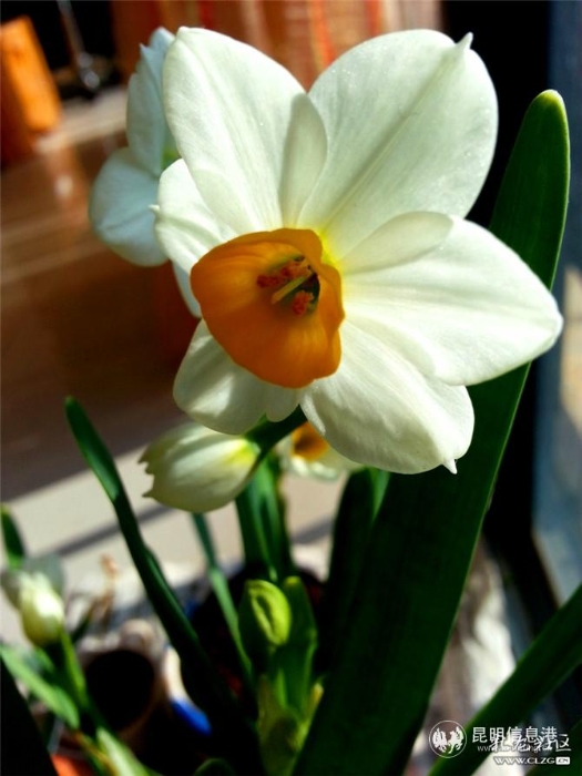 水仙花 網(wǎng)友“ziran” 攝（4）